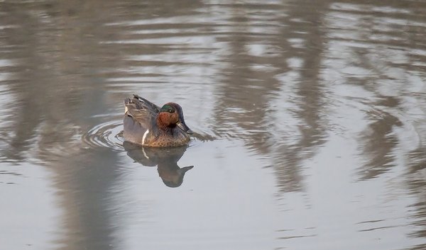 아메리카쇠오리 (Green-winged Teal)